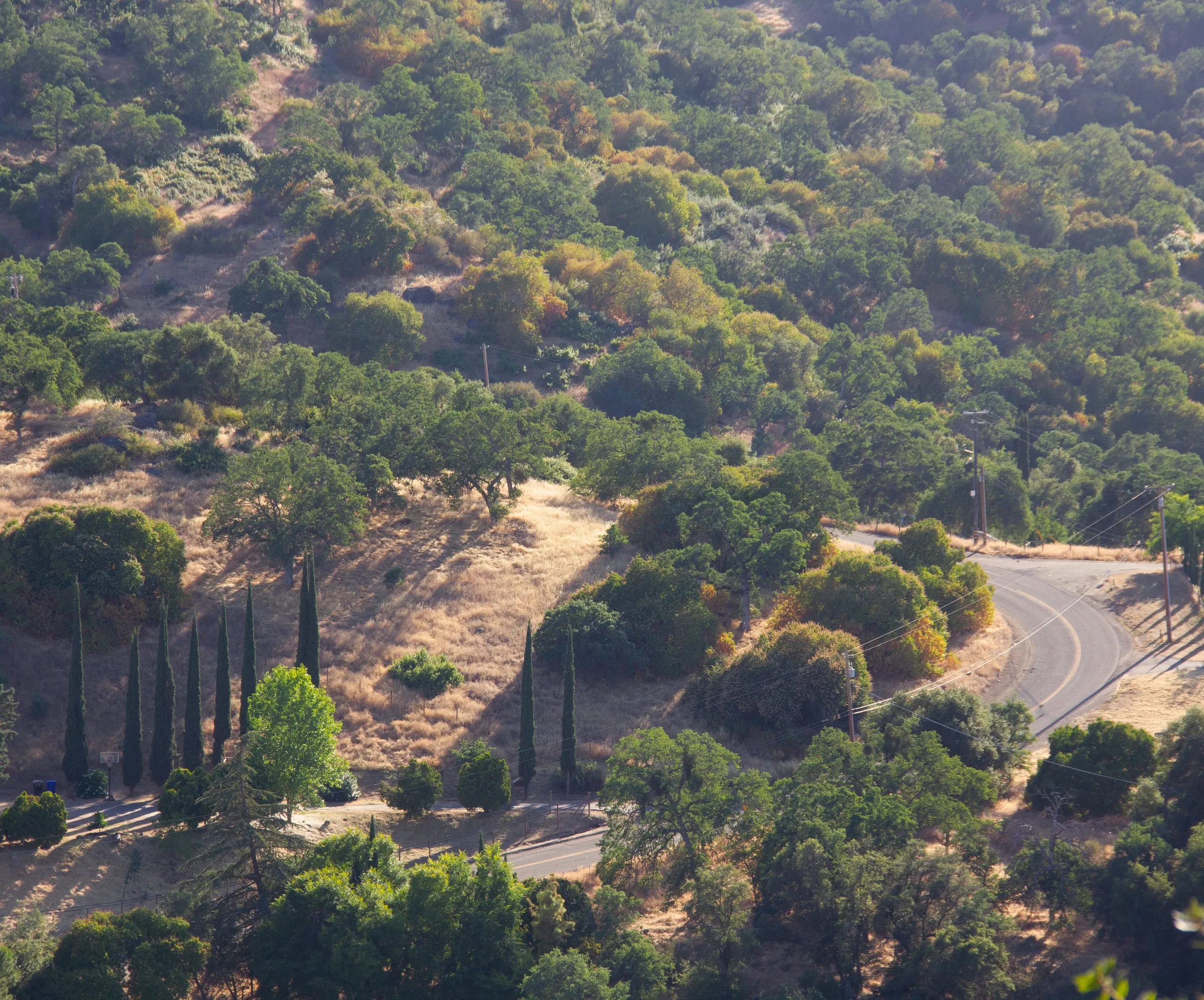 A winding road during sunset with cyprus trees.