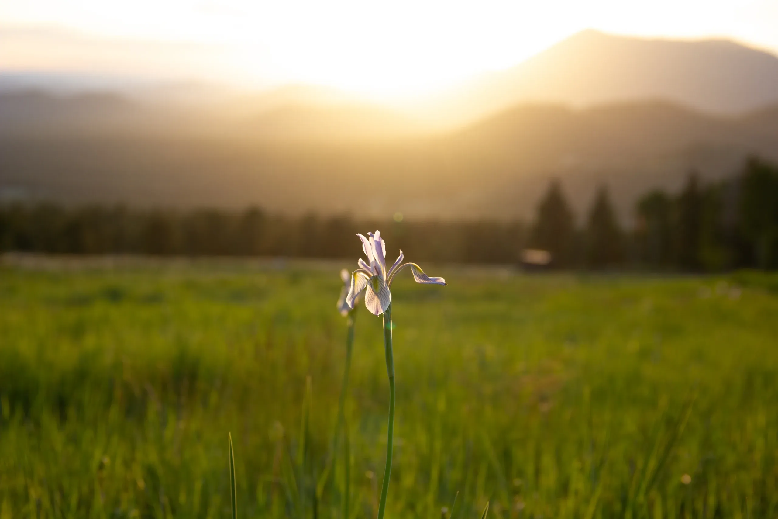 A nice picture of a flower against a sunset.