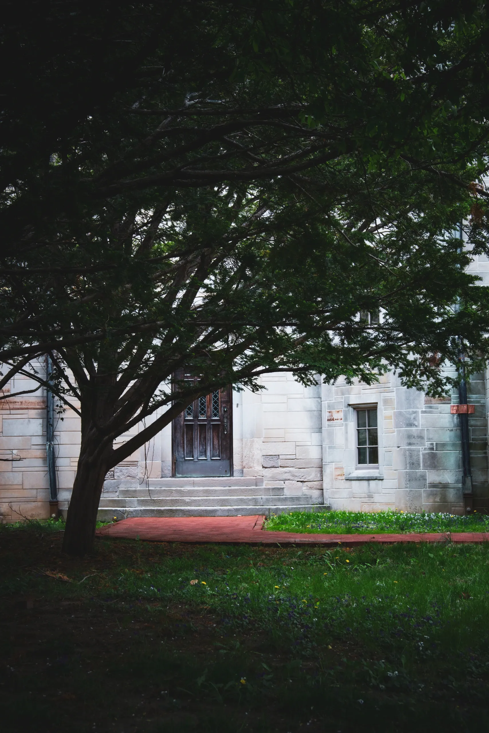 An old wooden door partially obscured by a tree.